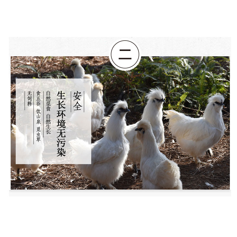 江西泰和白凤乌鸡（150天）