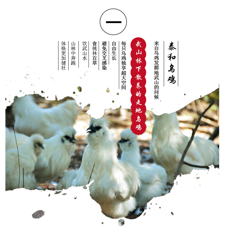 江西泰和白凤乌鸡（150天）