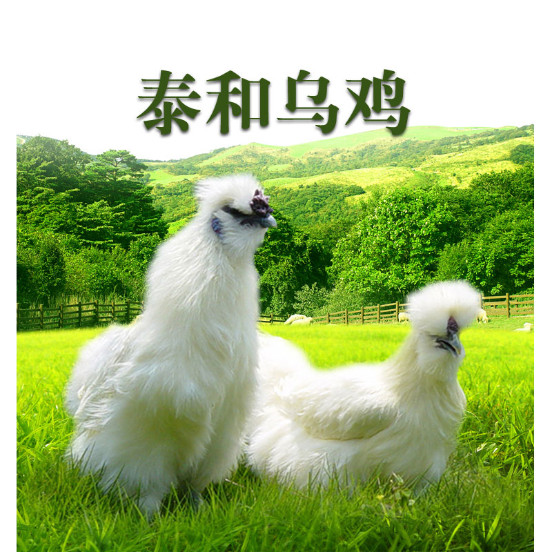 江西泰和白凤乌鸡（400天） 光明服务菜管家商品 