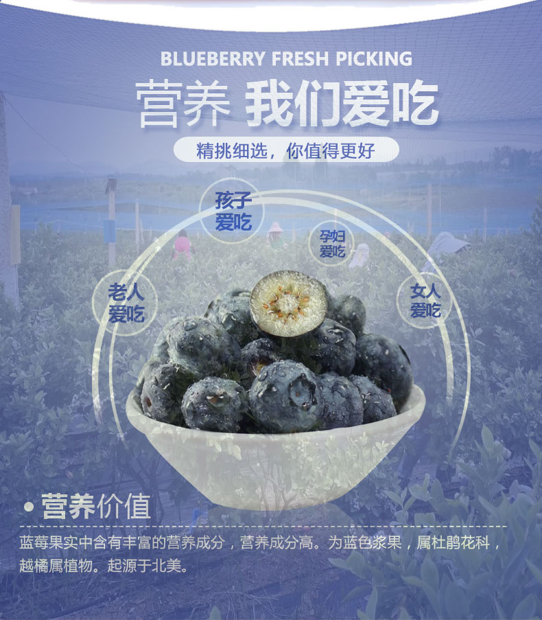 蓝莓鲜果14mm+