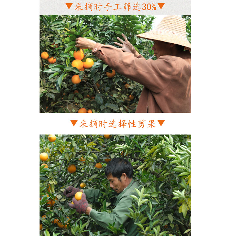 橙乡公社✮赣南脐橙（60~70果） 光明服务菜管家商品 