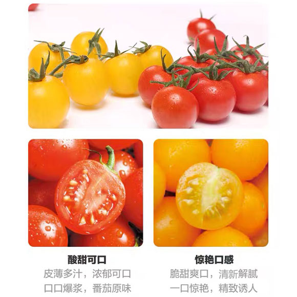 南汇三色小番茄（尝鲜装) 光明服务菜管家商品 