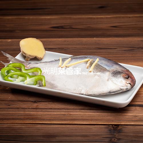 东海大鲳鱼 光明服务菜管家商品 