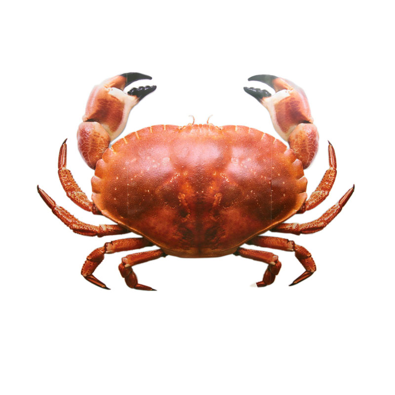 加拿大石头蟹 光明服务菜管家商品 