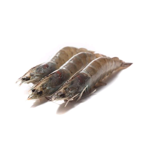 蓝水缘马达加斯加海虎虾（15-16只） 光明服务菜管家商品 