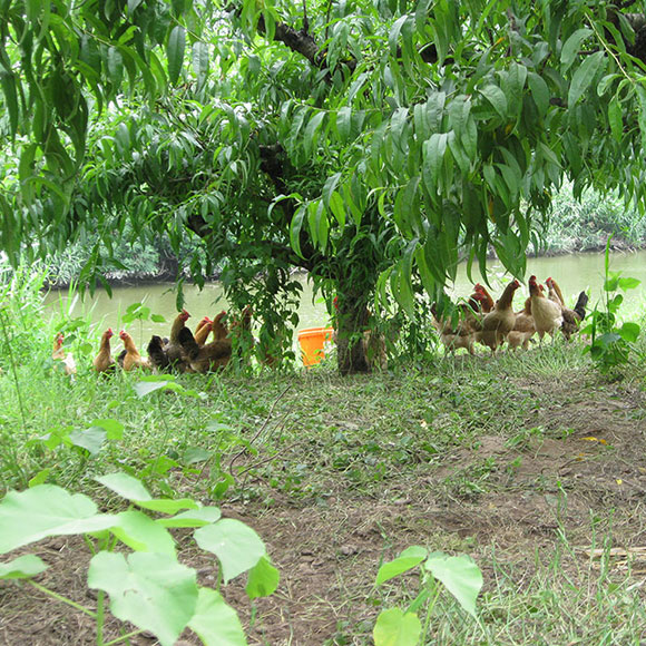林下散养草鸡 光明服务菜管家商品 