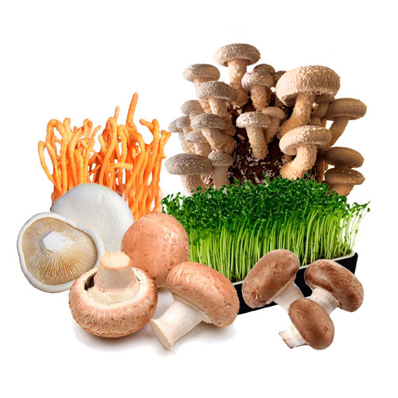 蔬菜菌菇火锅套餐 光明服务菜管家商品 