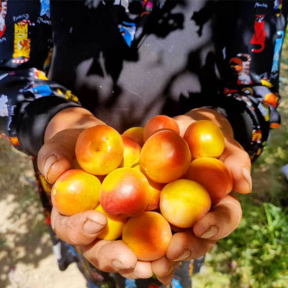 新疆普通装小红杏（基地直供） 光明服务菜管家商品 