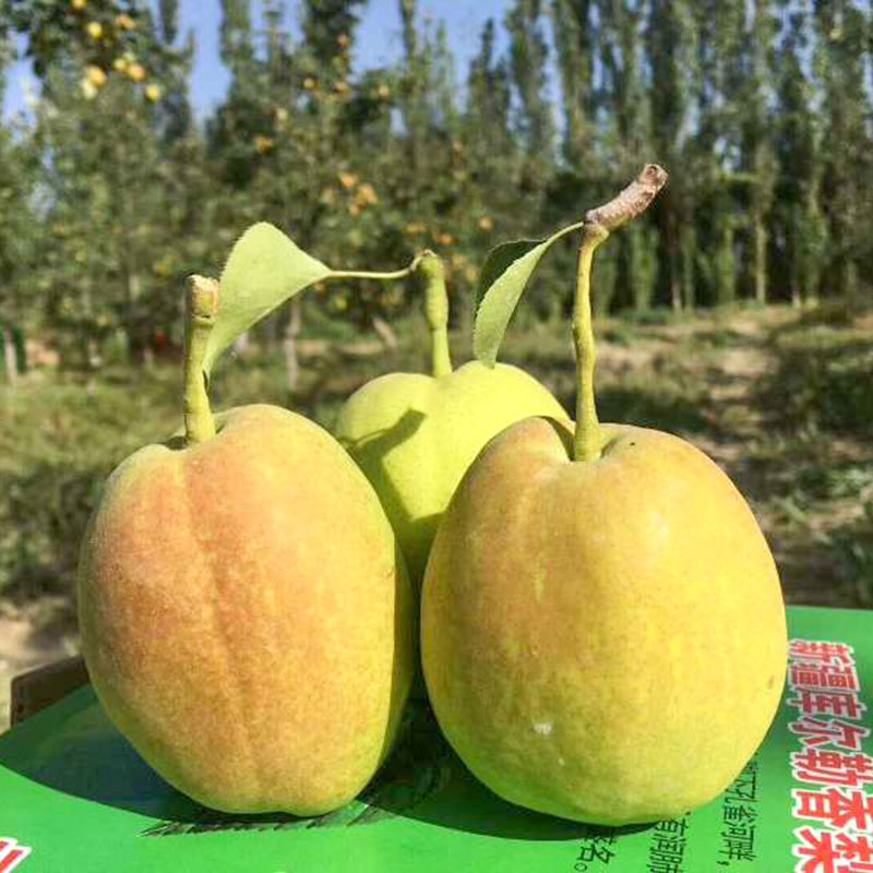 新疆库尔勒香梨（单果100g-120g） 光明服务菜管家商品 
