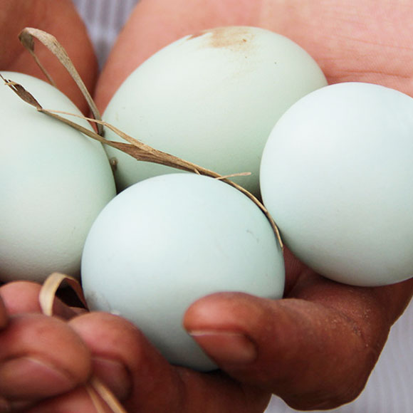 安徽果林绿壳乌鸡蛋（40枚） 光明服务菜管家商品 