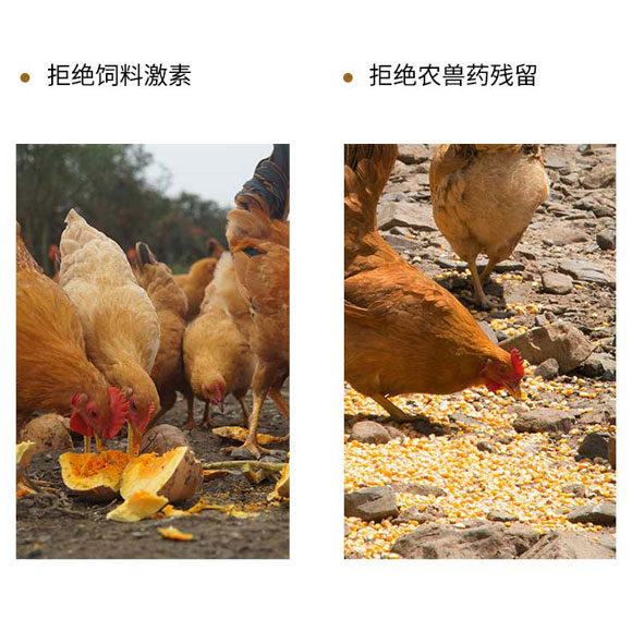 安徽老母鸡(365天)（买一送一） 光明服务菜管家商品 