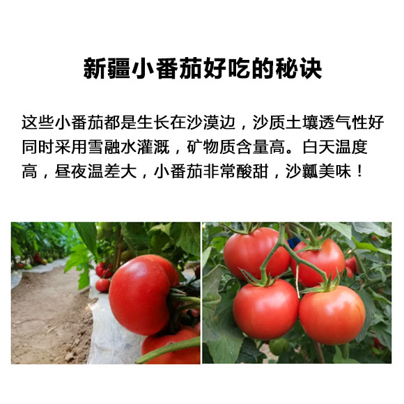 新疆草莓小番茄 光明服务菜管家商品 