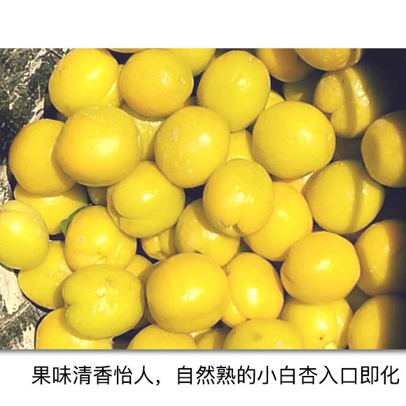 新疆小白杏1.5kg 光明服务菜管家商品 