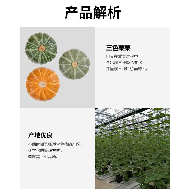 叁色栗栗南瓜 菜管家商品